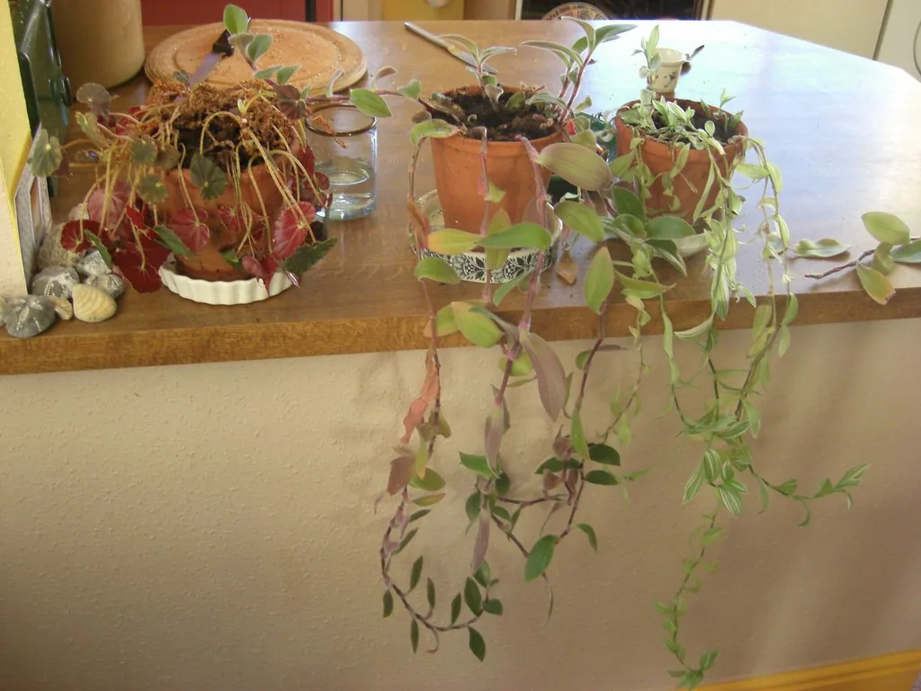 Several houseplants with drooping foliage on a household windowsill.