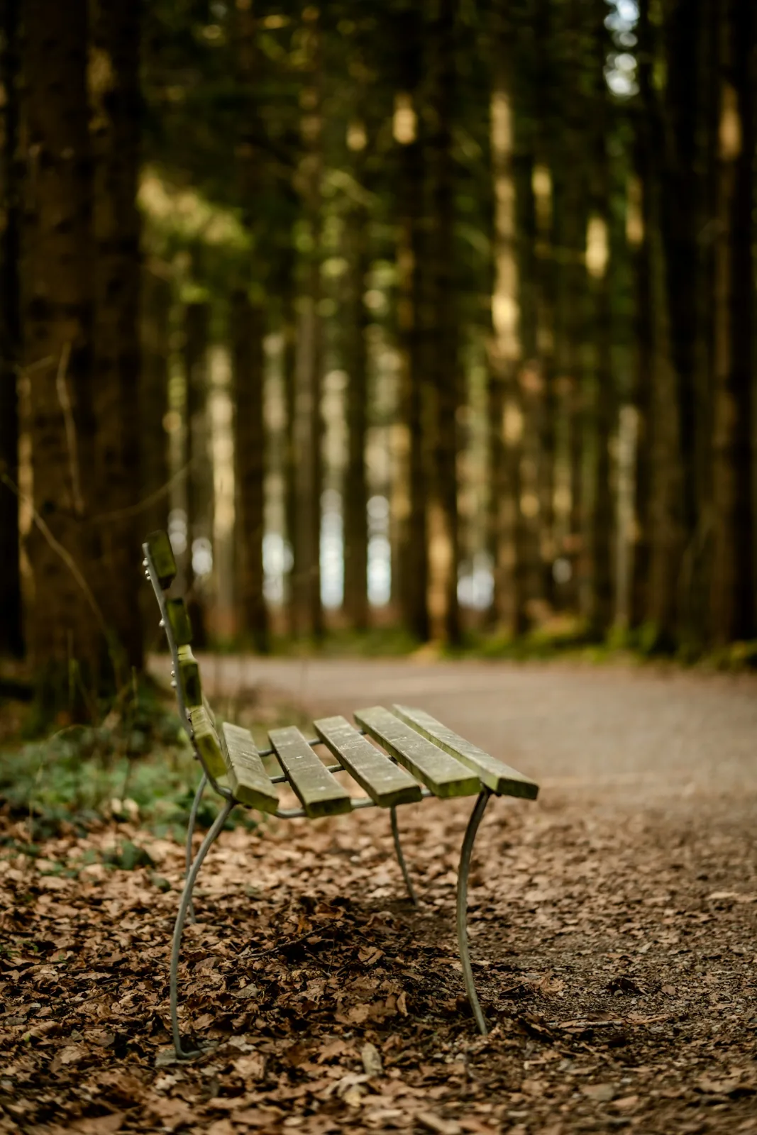 A wooden bench in a wooded setting, an example of a place to pause and listen.