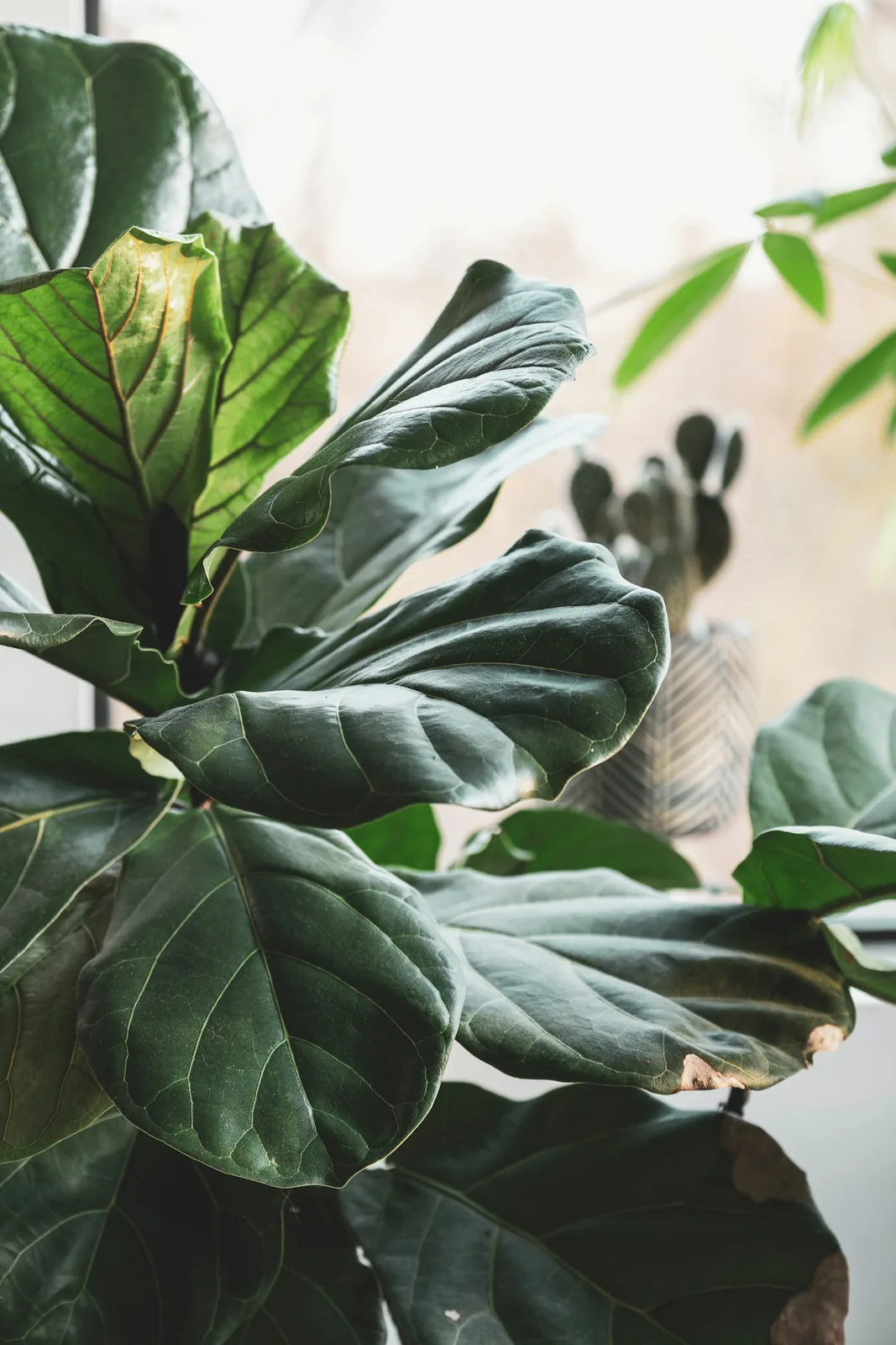Fresh green leaves on a growing indoor fiddle-leaf fig.