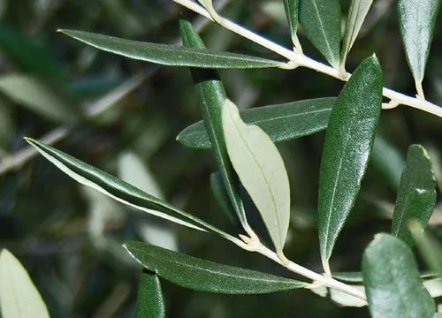 Narrow olive leaves and their branching stems viewed close up.