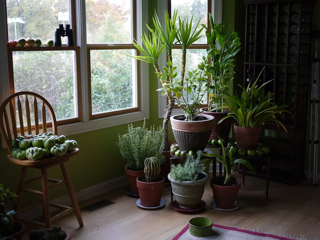 Potted houseplants grouped beside a bright household window.