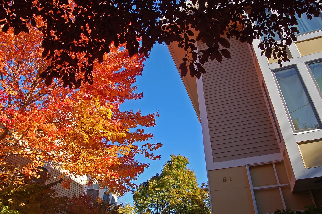 Red autumn leaves beside a residential building.