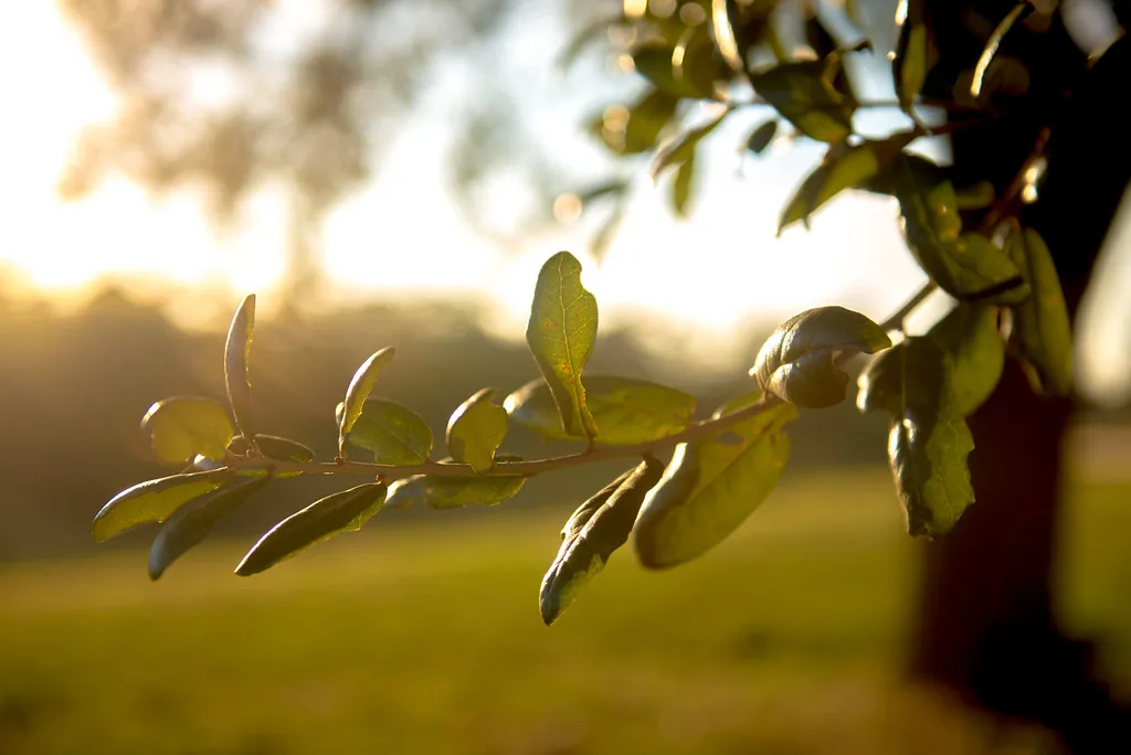 Sunlit oak leaves on a branch in autumn.