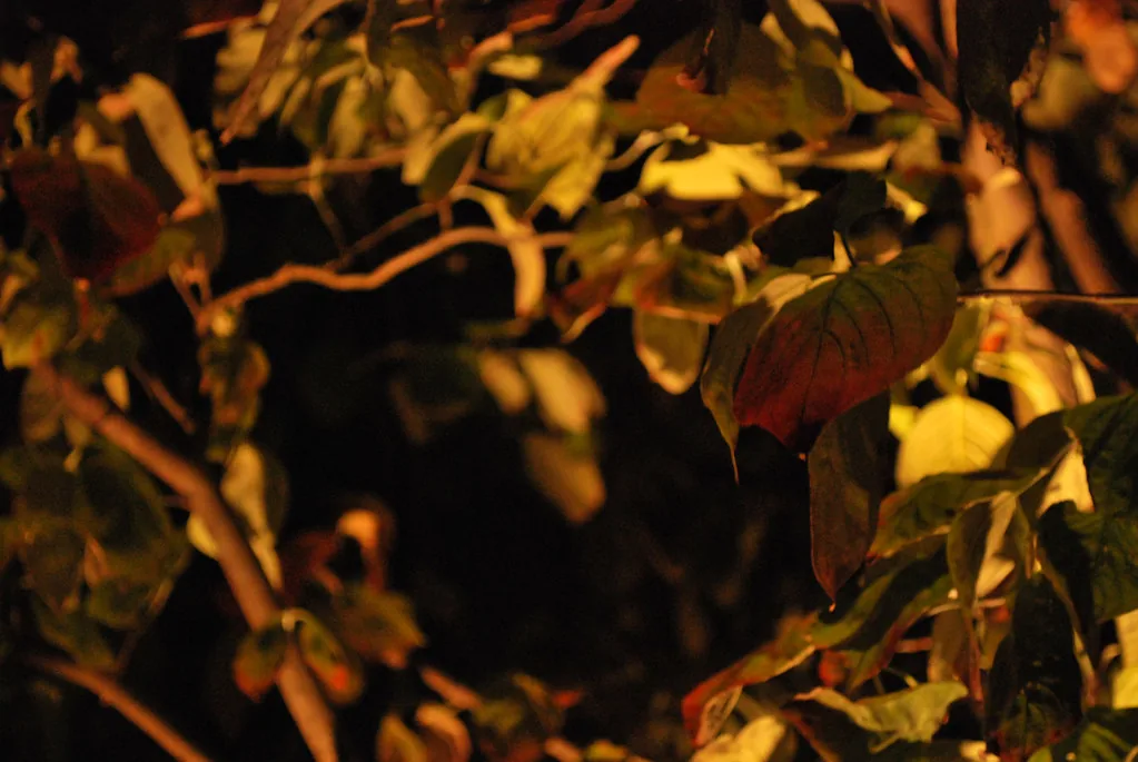 Warm yellow and orange leaves against a dark night background.