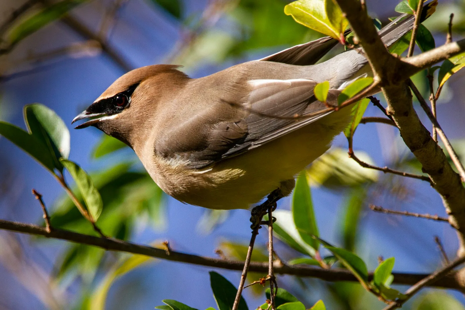 A bird perched among green leaves in a hedge.